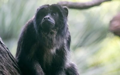 EL MONO AULLADOR ESTÁ EN PELIGRO CRÍTICO Y FUE DECLARADO “MONUMENTO NATURAL” (ARGENTINA)