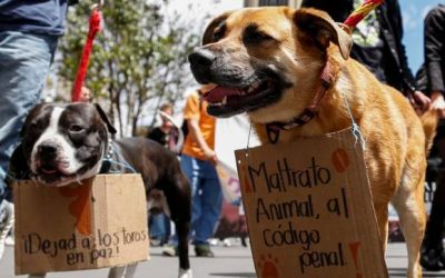 UN PAISA ESTÁ DETRÁS DE LAS 71 CONDENAS QUE VAN POR MALTRATO ANIMAL (COLOMBIA)