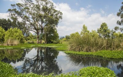 LOS HUMEDALES, PATRIMONIO NATURAL CONTRA EL CAMBIO CLIMÁTICO