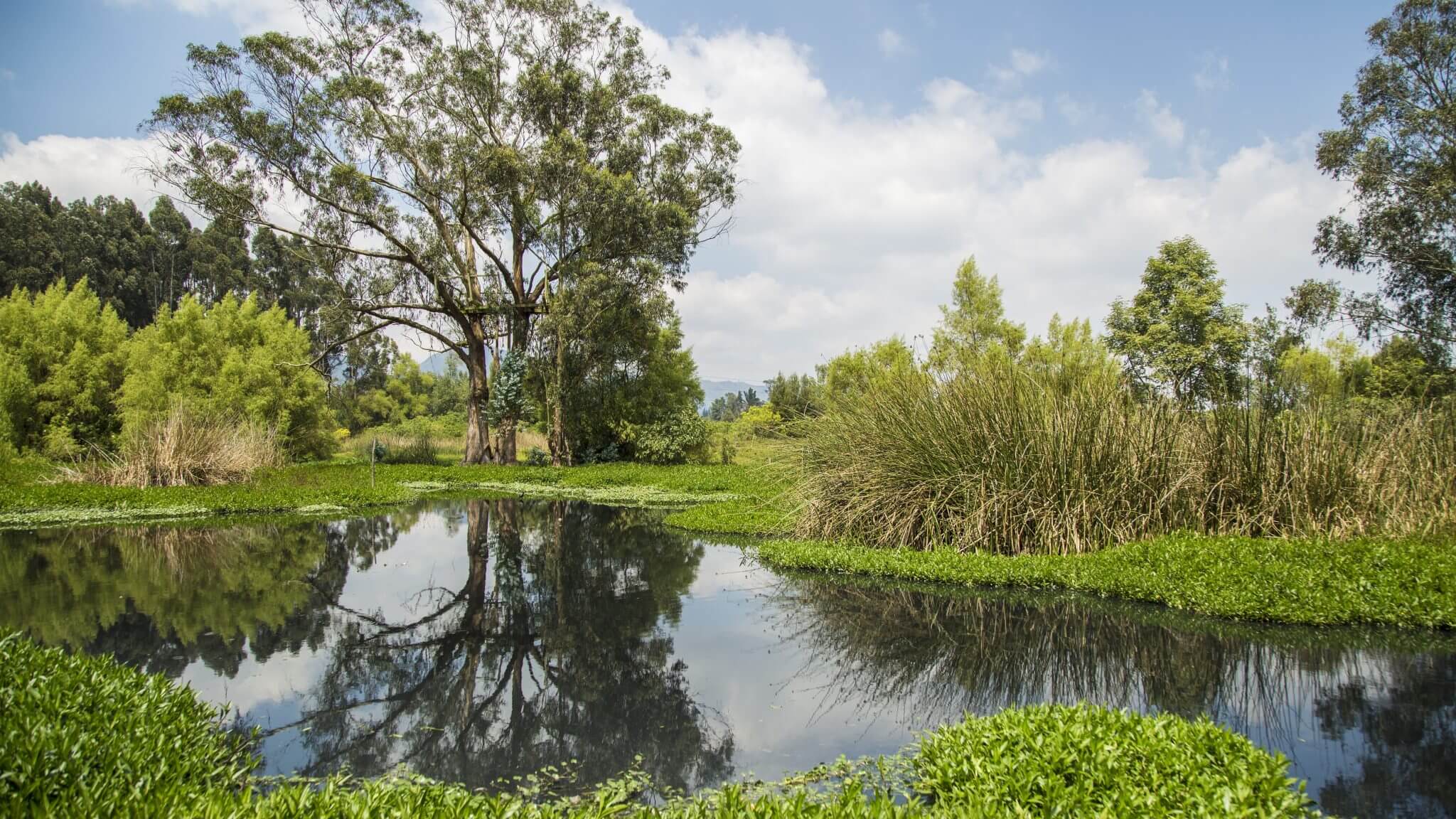 LOS HUMEDALES, PATRIMONIO NATURAL CONTRA EL CAMBIO CLIMÁTICO