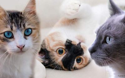 DÍA INTERNACIONAL DEL GATO