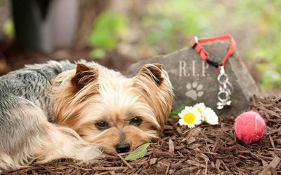 VIDA PASION Y MUERTE DE LAS MASCOTAS