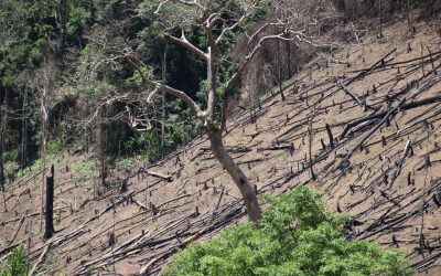 LA DEGRADACIÓN DE LOS BOSQUES: POR QUÉ AFECTA A LAS PERSONAS Y LA VIDA SILVESTRE