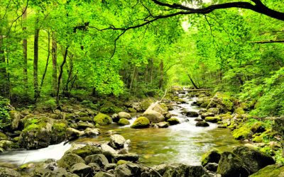 SALVAR EL AGUA GRACIAS A LOS ÁRBOLES