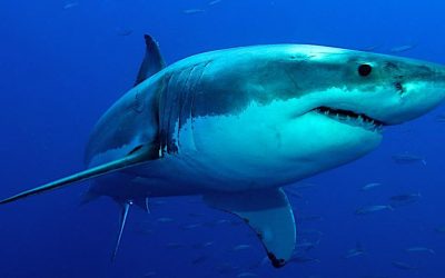 LOS TIBURONES DE SAN ANDRES, FAUNA PROTEGIDA (COLOMBIA)