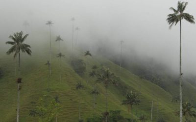 AMBIENTALISTAS PIDEN MÁS COMPROMISO CON LA RATIFICACIÓN DEL ACUERDO DE ESCAZÚ (COLOMBIA)