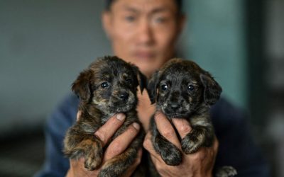 BRUTALES SACRIFICIOS DE MASCOTAS EN SHANGHÁI (CHINA)