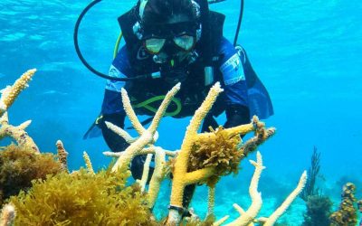 ¡FASCINANTE! EN UN AÑO SE CULTIVARON 13 MIL COLONIAS DE CORALES EN SAN ANDRÉS, PROVIDENCIA Y SANTA CATALINA (COLOMBIA)