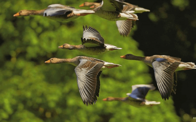 LAS AVES MIGRATORIAS