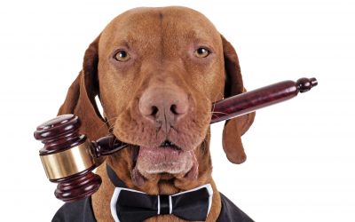 LOS DERECHOS ANIMALES – FALTA MUCHO POR HACERSE