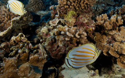 PLAN DE EMERGENCIA PARA SALVAR LOS ARRECIFES DE CORAL DE LA EXTINCIÓN