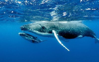 ASÍ HEMOS AFECTADO LA MIGRACIÓN DE LAS BALLENAS