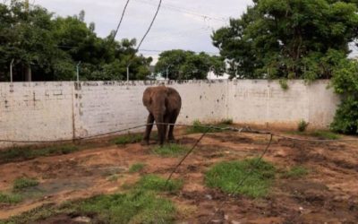ELEFANTES EN ZOOLÓGICOS DE COLOMBIA NO VIVEN EN CONDICIONES ADECUADAS