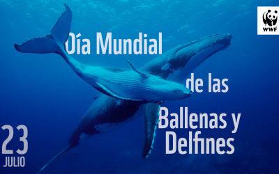 DÍA MUNDIAL DE LAS BALLENAS Y LOS DELFINES