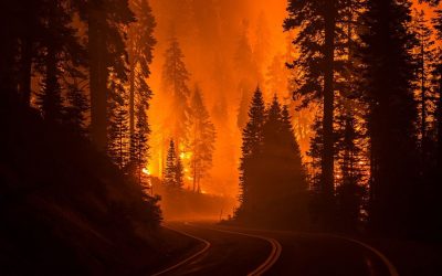 LOS BOSQUES SE INCENDIAN – EL MUNDO SE CALIENTA CADA VEZ MÁS
