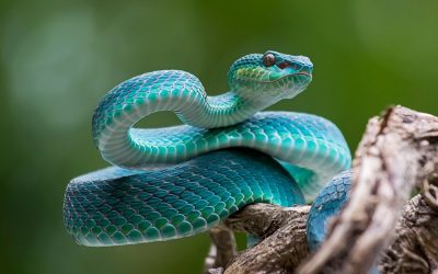 DÍA MUNDIAL DE LA SERPIENTE 2022