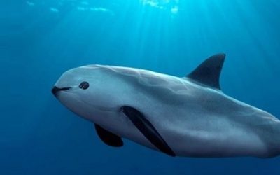 DÍA INTERNACIONAL DE LA VAQUITA MARINA 2022