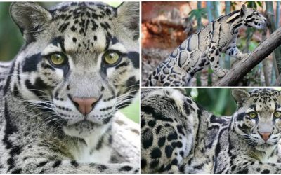 DÍA INTERNACIONAL DEL LEOPARDO NUBLADO