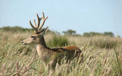 CONTAR ANIMALES EN EXTINCIÓN: ROBOTS, ALGORITMOS Y GEOMETRÍA PARA PRESERVAR LA BIODIVERSIDAD