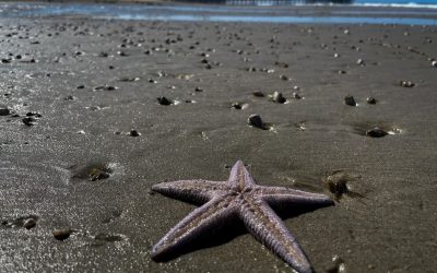 EL CALENTAMIENTO GLOBAL AMENAZA AL 87% DE LA VIDA MARINA, PERO AÚN PUEDE EVITARSE