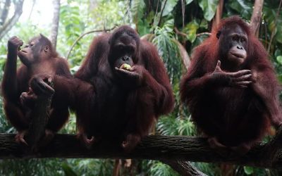 DÍA MUNDIAL DEL ORANGUTÁN 2022
