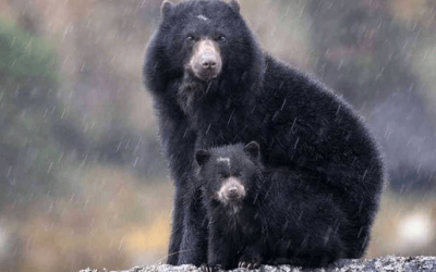PERSONAJE: “PROGRAMA CONSERVEMOS LA VIDA”- PROGRAMA DE CONSERVACIÓN DEL OSO ANDINO