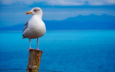DÍA MUNDIAL DE LAS AVES PLAYERAS