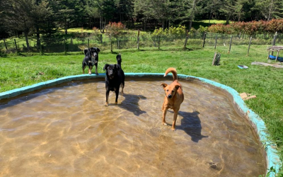 DÍA MUNDIAL DE LOS ANIMALES