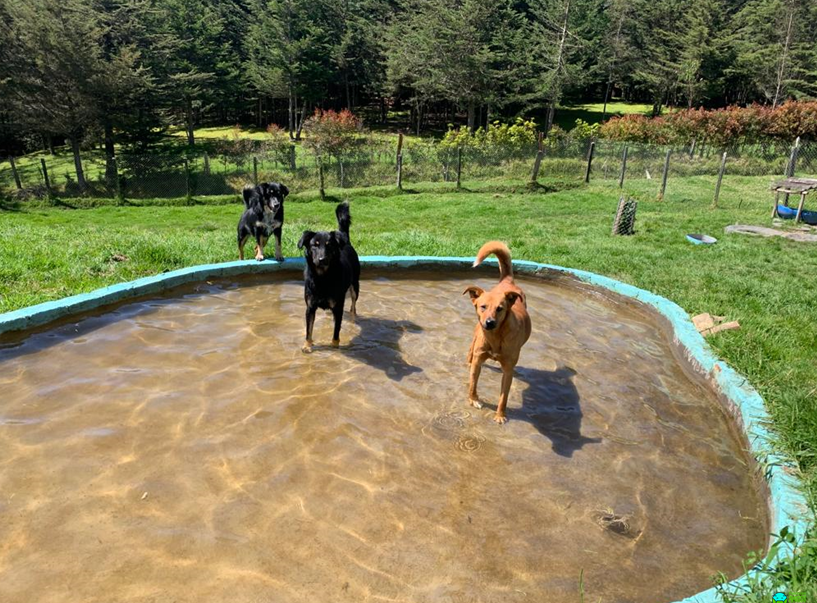 DÍA MUNDIAL DE LOS ANIMALES