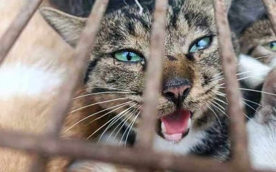 EL INDIGNO MALTRATO A UN GATO (COLOMBIA)