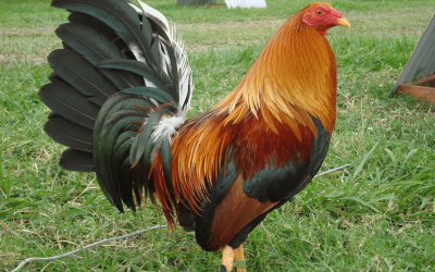 LOS GALLEROS