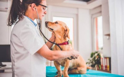 LA ÉTICA VETERINARIA