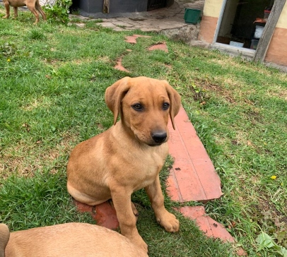 Milú