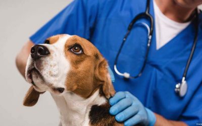 LA ÉTICA VETERINARIA