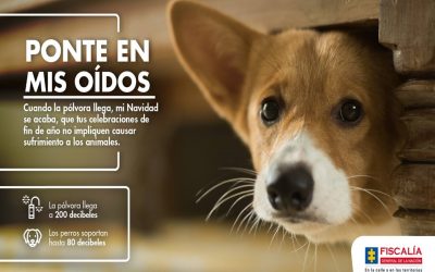 DOLIENTES SILENCIOSOS DE LA CATÁSTROFE ORIGINADA POR LOS POLVOREROS Y SUS FANÁTICOS USUARIOS