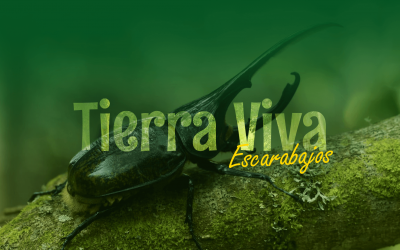 PERSONAJE DE LA SEMANA: TIERRA VIVA