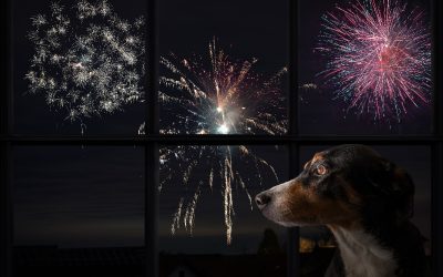 PÓLVORA DE DICIEMBRE