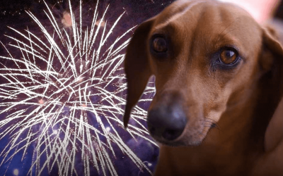 PÓLVORA, EL TERROR DE LOS ANIMALES
