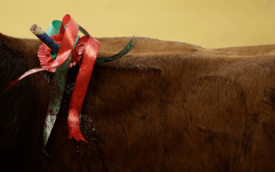 LOS TOROS Y SU MUERTE COMO DIVERSIÓN