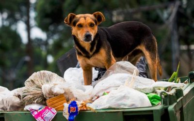 COLOMBIA TIENE 3 MILLONES DE PERROS Y GATOS EN SITUACIÓN DE CALLE