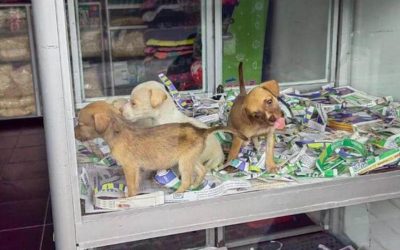 HISTÓRICO EN BOGOTÁ: MUJER IRÁ A PRISIÓN POR NUEVE MESES POR  MALTRATO ANIMAL (COLOMBIA)