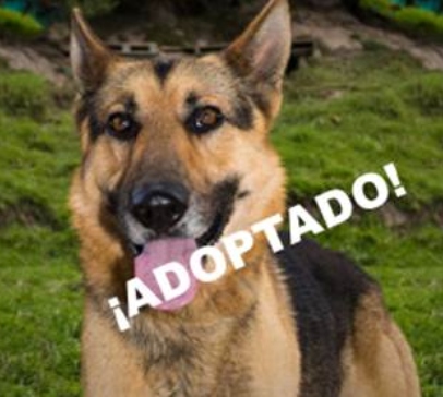 BERLIN perrito en adopción Berlin
