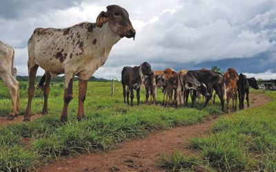 ¿GANADERÍA SOSTENIBLE?