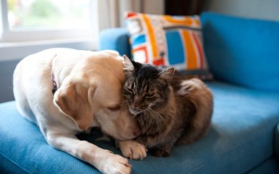 ¿QUÉ SIGNIFICA HUMANIZAR LOS ANIMALES? LOS ERRORES MÁS COMUNES A LA HORA DE USAR ESTE TÉRMINO