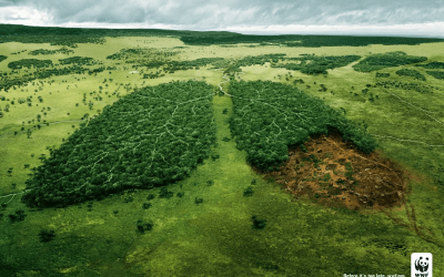 ACCIONES CONTRA LA DEFORESTACION