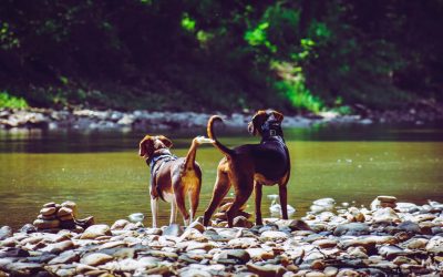 LEYES DÉBILES, SIN CONCIENCIA POR LOS DERECHOS DE LA NATURALEZA Y DE LOS ANIMALES