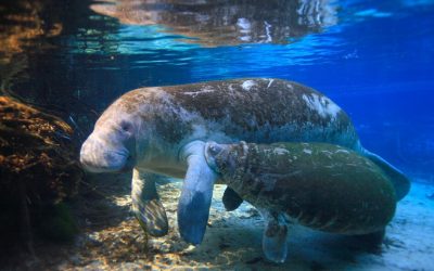 SABIAS QUÉ: ¿10 ESPECIES SILVESTRES EMBLEMÁTICAS EN COLOMBIA ESTÁN EN RIESGO DE EXTINCIÓN?