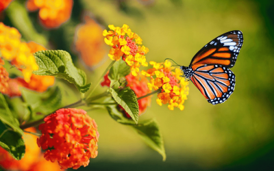 SABIAS QUÉ: ¿COLOMBIA ES EL PAÍS CON MÁS MARIPOSAS EN EL MUNDO?