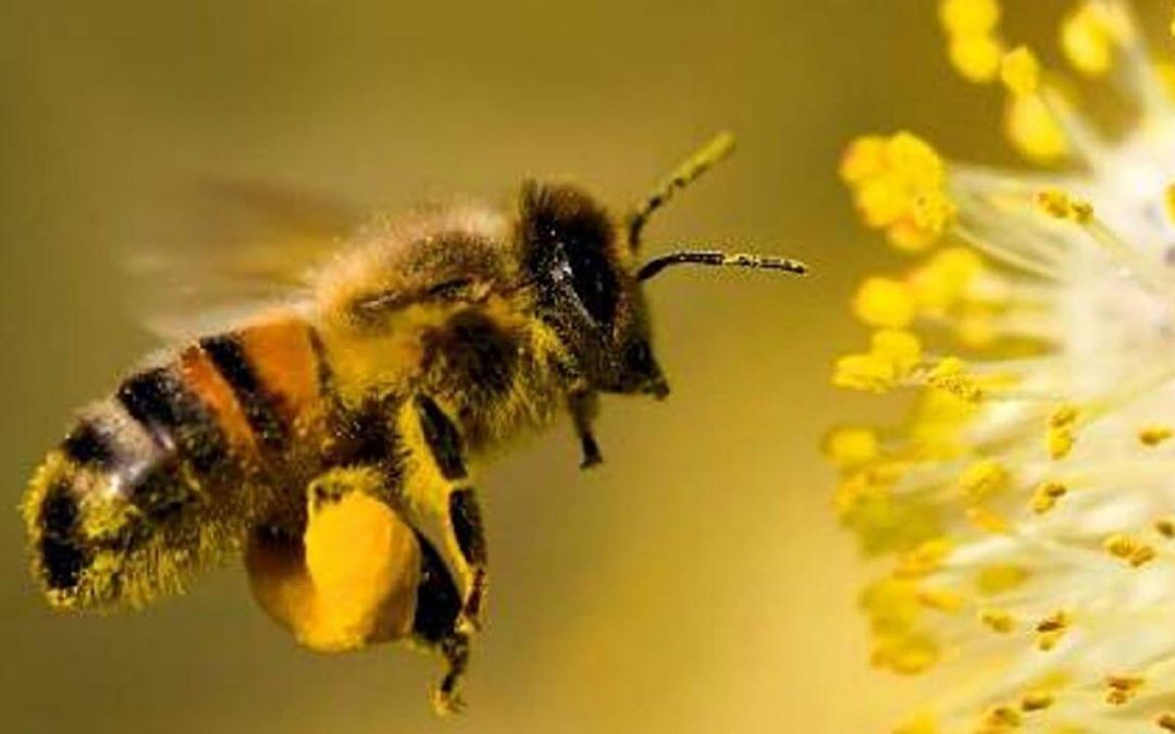 SABIAS QUÉ?: ¿UN TERCIO DE LO QUE COMEMOS DEPENDE DE LA POLINIZACIÓN POR ABEJAS?