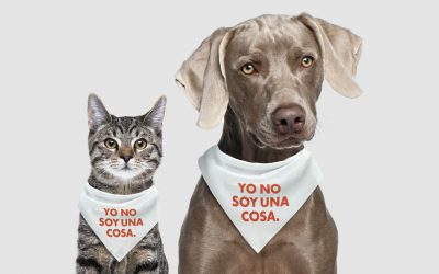 ANIMALES – SERES SINTIENTES CON DERECHOS
